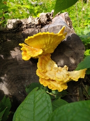 Laetiporus sulphureus