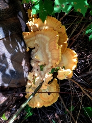 Laetiporus sulphureus