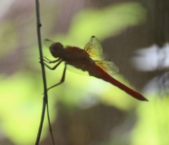 Libellula croceipennis