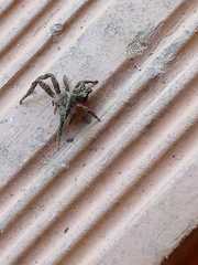 Arachnida