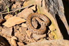 Montivipera raddei