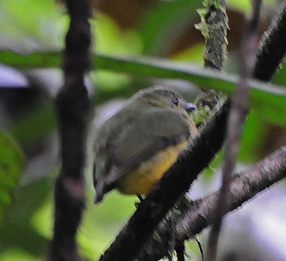 Orange-Bellied Manakin