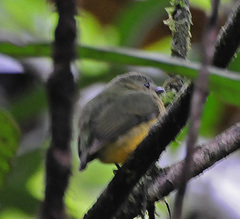 Orange-Bellied Manakin photo 1