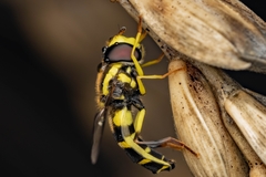 Xanthogramma pedissequum