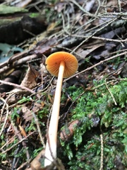 Entoloma salmoneum