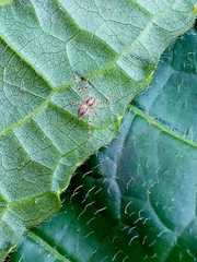 Arachnida