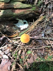 Entoloma salmoneum
