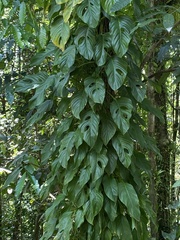 Monsteroideae
