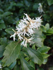 Pachysandra terminalis