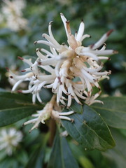 Pachysandra terminalis