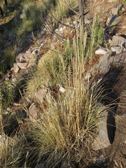 Muhlenbergia macroura