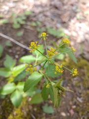 Thaspium trifoliatum