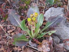 Packera toluccana