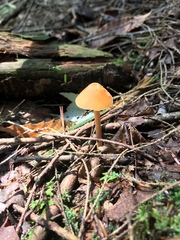 Entoloma salmoneum