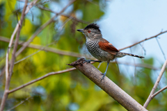 Thamnophilus torquatus