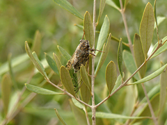 Cicada barbara lusitanica