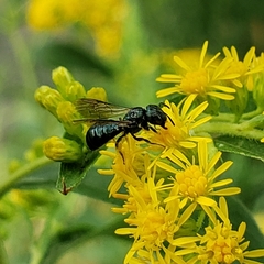 Ceratinini