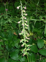 Epipactis purpurata