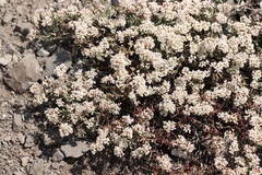 Eriogonum microtheca var. alpinum