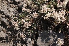 Eriogonum microtheca alpinum