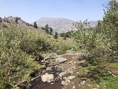 Salix jepsonii