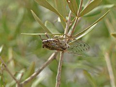 Cicada barbara lusitanica