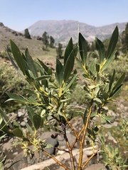 Salix jepsonii