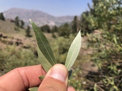 Salix jepsonii