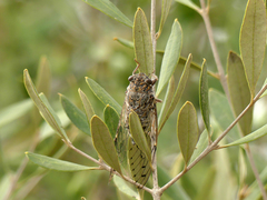 Cicada barbara lusitanica