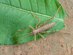 Orthoptera