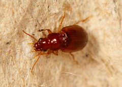 Bradycellus verbasci