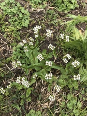 Valerianella radiata