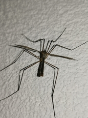 Tipula maxima