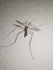 Tipula maxima