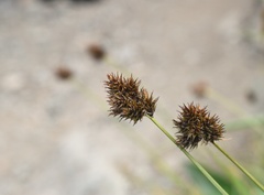 Carex pachystachya