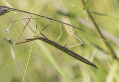 Clonopsis gallica