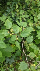 Crataegus coccinea coccinea