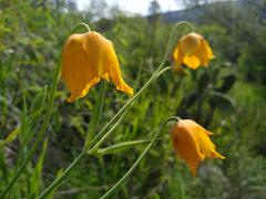 Calochortus barbatus