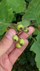 Crataegus coccinea coccinea
