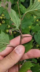 Crataegus coccinea coccinea