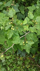 Crataegus coccinea coccinea
