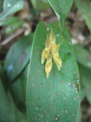 Pleurothallis alvaroi