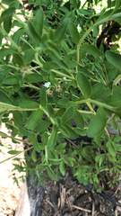 Stevia rebaudiana