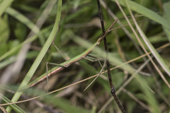 Clonopsis gallica