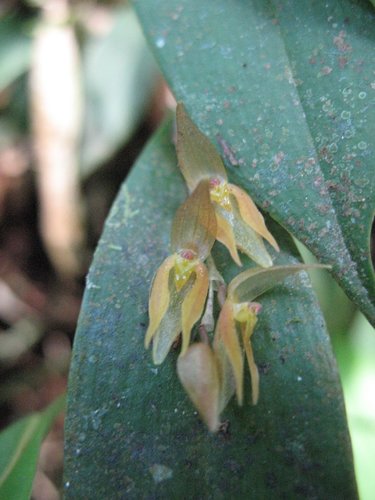 Pleurothallis alvaroi