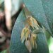 Pleurothallis alvaroi - Photo (c) Ana Maria Benavides, some rights reserved (CC BY-NC), uploaded by Ana Maria Benavides