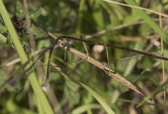 Clonopsis gallica