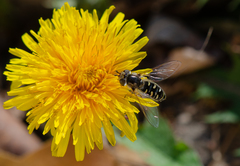 Austroscaeva melanostoma