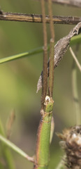 Clonopsis gallica