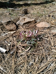 Pedicularis centranthera